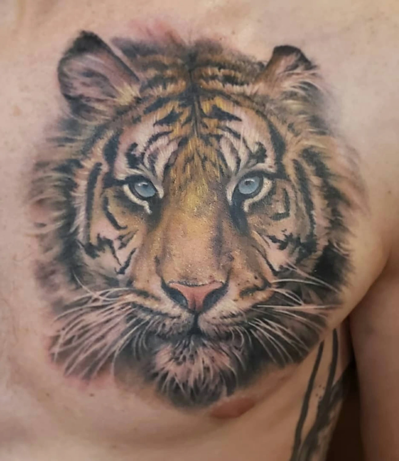 Tattoo Tiger Chest